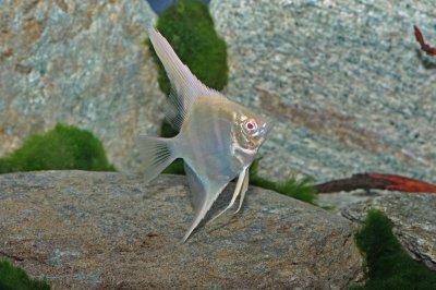 Lago Manapacuru ALBINO Rotrücken Skalar  (Pterophyllum scalare var.)